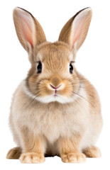 Fototapeta premium PNG Animal mammal rodent white.