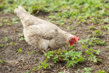 White Chicken Foraging in Green Field. Farming.