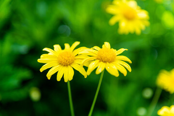 Background of yellow chamomile flowers