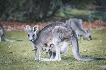 Kangaroo with baby in pouch in Halls Gap, Grampians, Victoria, Australia.