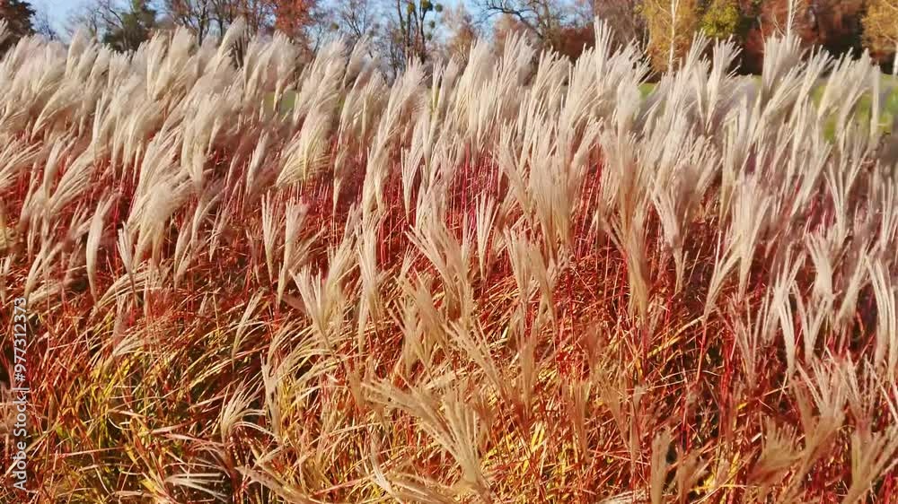 Poster Panorama of lush red silvergrass, waving in the wind