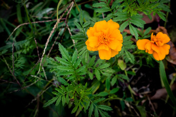 Macro di bellissimi fiori spontanei
