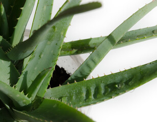 Aloe vera on white background.