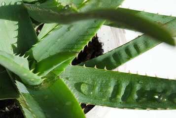 Aloe vera on a white background.