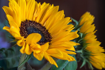 Voll aufgeblühte Sonnenblume im Garten