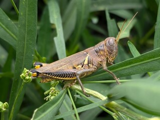 grasshopper on a leaf