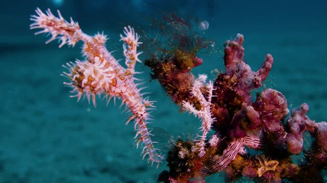 2 colorful ghost pipefish in tropical coral reef, close-up of eyes stomach underwater macro, Philippines, Asia