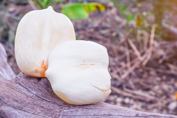 White jelly pulp of Palm fruit from garden of Thailand
