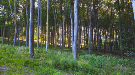 Fototapeta premium forest