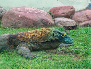 Varanus Komodoensis photography