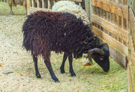 Photography of a black goat eating