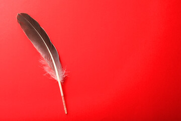 One beautiful feather on red background, top view. Space for text