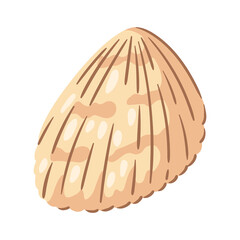 Illustration of seashell. Tropical underwater mollusk shell.