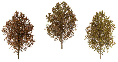 Three autumn trees with brown leaves isolated on transparent Background