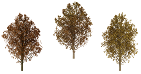 Three autumn trees with brown leaves isolated on transparent Background