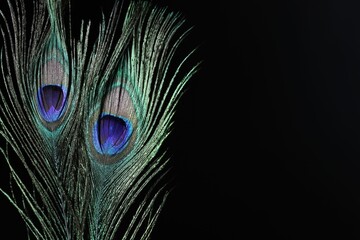 Fototapeta premium Two beautiful peacock feathers on black background, closeup. Space for text