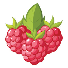 Raspberry fruits, vector illustration on white background.