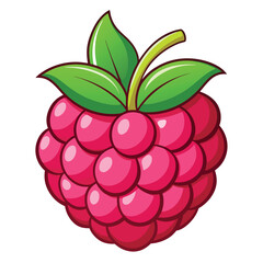 Raspberry fruits, vector illustration on white background.