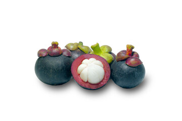 the purple mangosteen