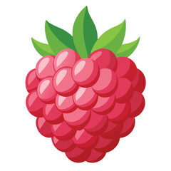 Raspberry fruits, vector illustration on white background.