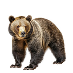 Obraz premium Full-length animal portrait of grizzly bear isolated on a white or transparent background. Standing strong with its brown fur. Perfect for wildlife, nature, and predator-themed projects.
