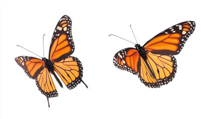 Monarch butterflies gracefully flying against a clean white background in vibrant colors showcasing nature's beauty and delicate patterns.