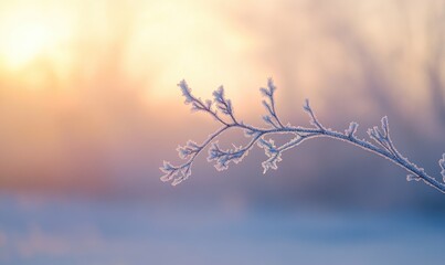 A branch covered in frost and snow