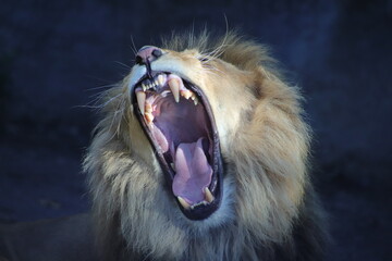 a howling lion  © Snow