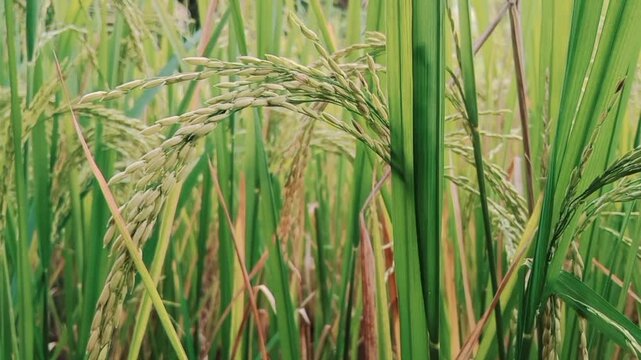 Paddy crop ( Rice ) in Indian agriculture field
