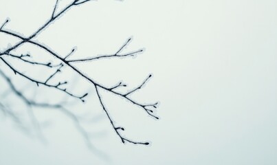 A branch with frost on it is shown in a white background
