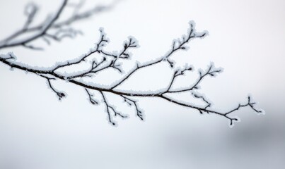 A branch covered in frost and snow