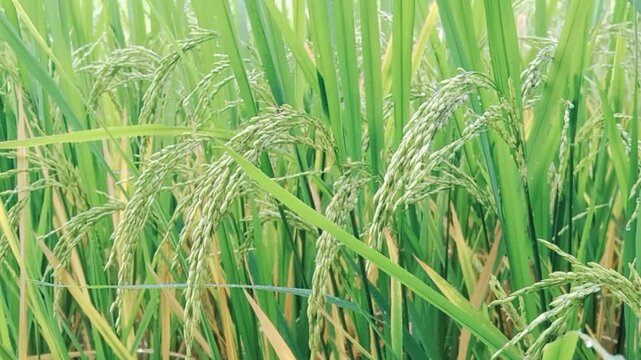 Paddy crop ( Rice ) in Indian agriculture field