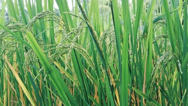 Paddy crop ( Rice ) in Indian agriculture field