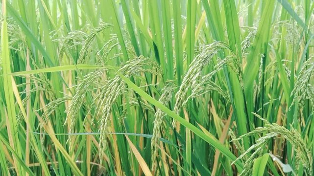 Paddy crop ( Rice ) in Indian agriculture field