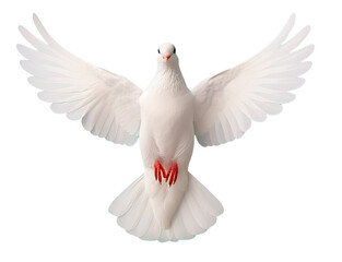 Obraz premium Beautiful white dove in mid-flight with outstretched wings representing peace clipart element, freedom, and serenity against a transparent background.