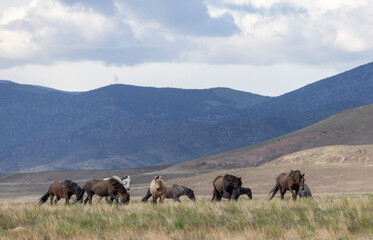 Fototapeta premium Wild Horses in Springtime in the Utah Desert