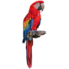 Hand drawn watercolor of parrot animal isolated on transparent background.