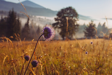 Fresh summer grass in morning dew in Carpathian mountains, Ukraine