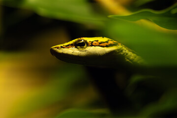 The savanna vine snake or southern vine snake (Thelotornis capensis), a portrait of a poisonous African snake. A very dangerous and poisonous snake.