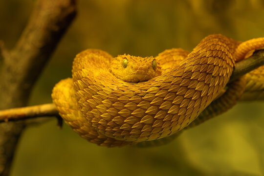 Atheris squamigera, green bush viper, variable bush or leaf viper, sometimes Hallowell's green tree viper, portrait of a very interesting African snake.