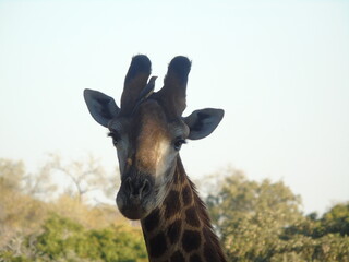Giraffe South Africa