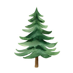 Fototapeta premium Vibrant Watercolor Evergreen Tree with Lush Foliage Transparent Background