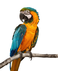 Obraz premium PNG Colorful parrot perched branch