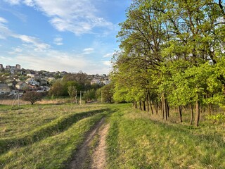 It is pleasant to walk along the steppe path on the outskirts of the city at the foot of the young trees of the forest strip under the rays of the evening sun, which wonderfully illuminates a flock of