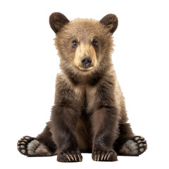 Fototapeta premium Captivating brown bear cub sitting calmly, emanating an aura of tranquility and innocence against a pristine white backdrop