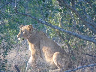 Naklejka premium Löwe South Africa