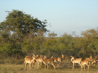 Antilopen South Africa