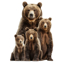 Obraz premium Family of four brown bears is sitting up on a white background