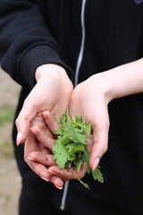 freshly picked rocket leaves held in hands