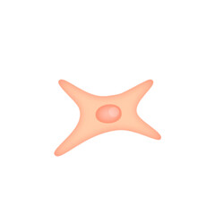 Fibroblast illustration 